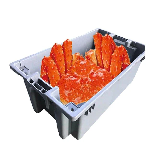 Peti udang karang borong